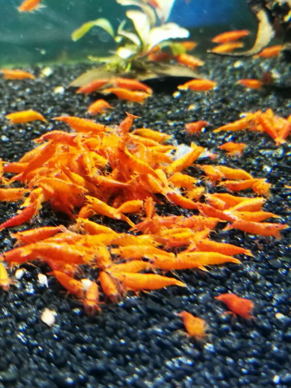 ORANGE - 1.5-2.0 CM - Image 3